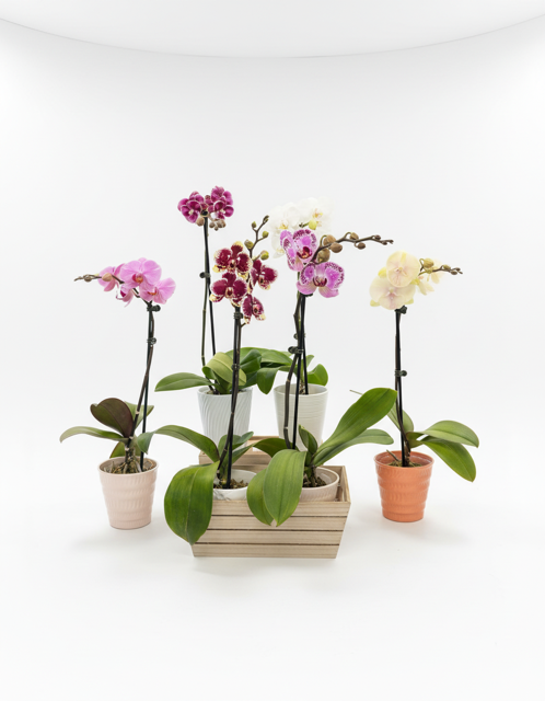 Potted phalaenopsis orchid plants in pink, purple, white and yellow